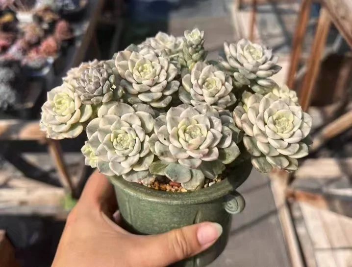 plant Aeonium Echeveria Haworthia  Caudex  Lithops Cactus  Agave 