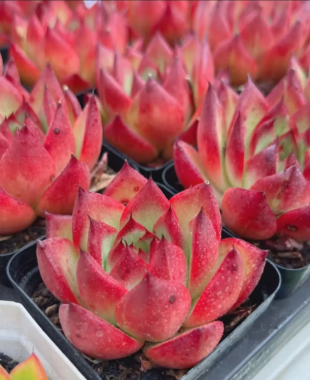 plant Aeonium Echeveria Haworthia  Caudex  Lithops Cactus  Agave 
