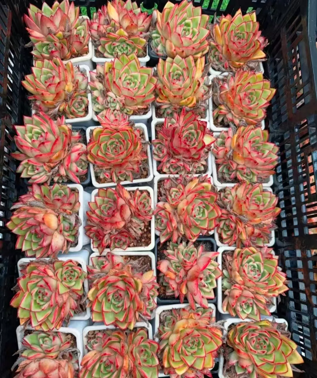 plant Aeonium Echeveria Haworthia  Caudex  Lithops Cactus  Agave 