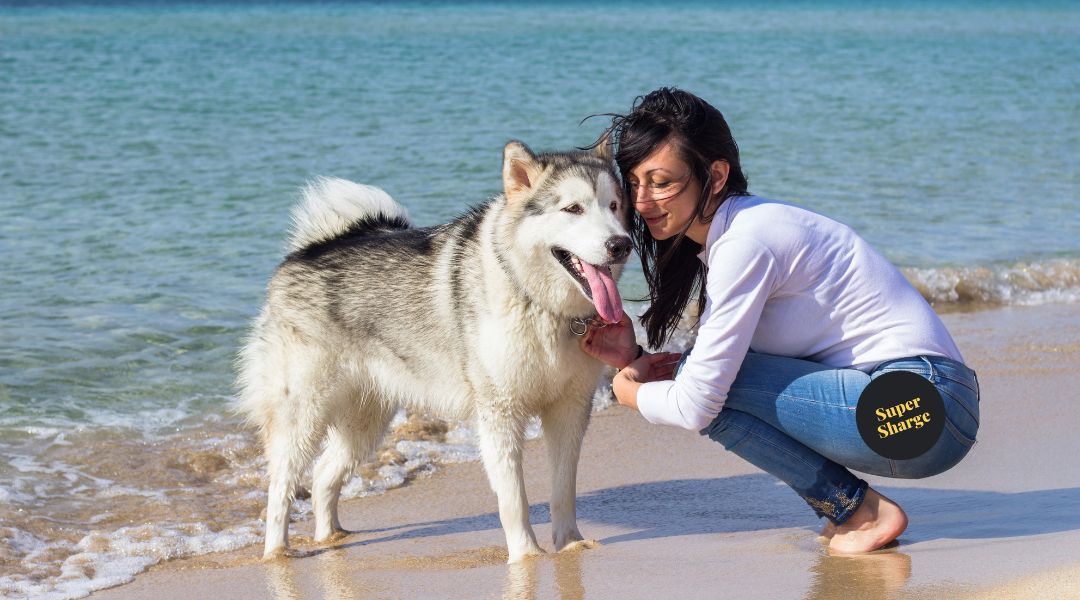 Pet Care