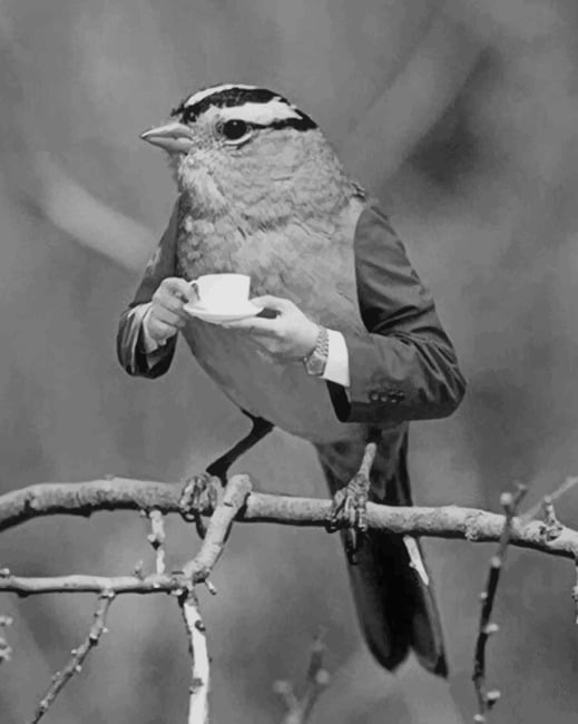 

Black And White Bird Drinking – Paint By Numbers - 40*50CM, 501 Original
