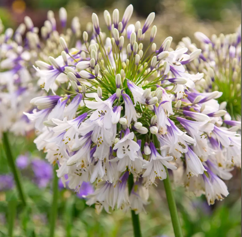 Agapanthus africanus 'Fireworks'