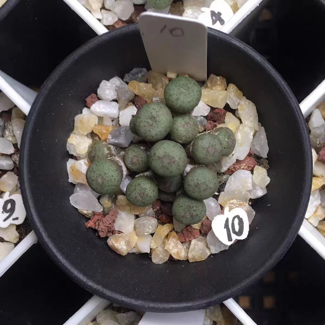 plant Aeonium Echeveria Haworthia  Caudex  Lithops Cactus  Agave 