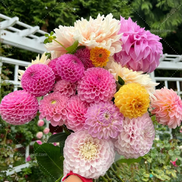 💐Double Dahlia Mixed Color Seeds