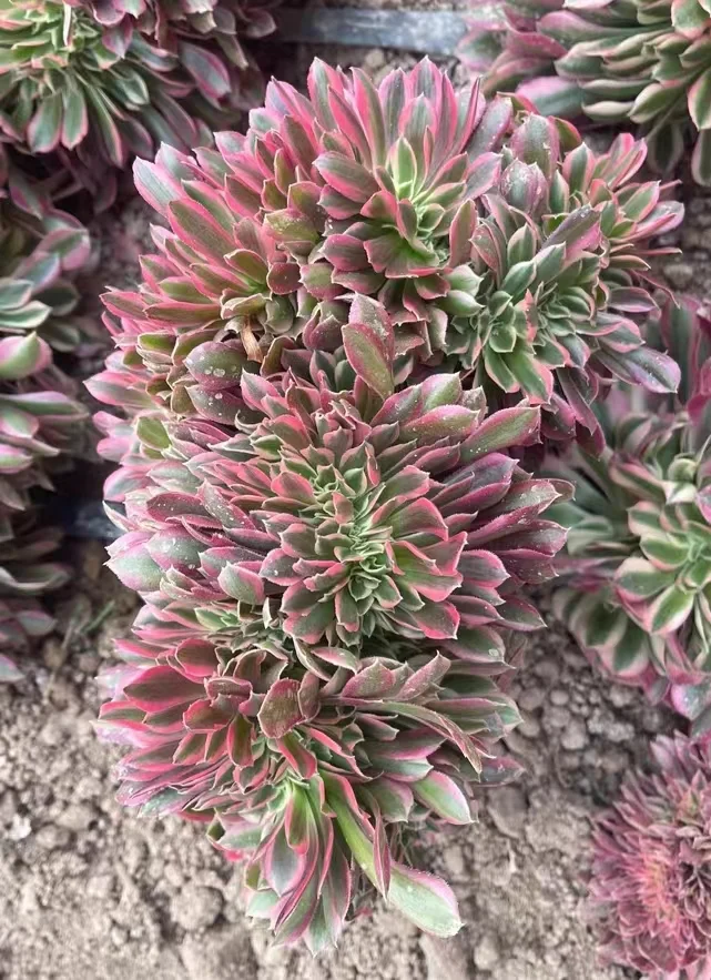 plant Aeonium Echeveria Haworthia  Caudex  Lithops Cactus  Agave 