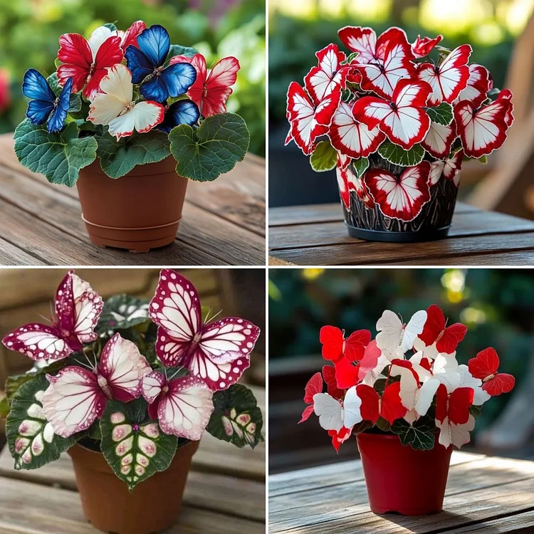 🦋 Butterfly Fancy Chrysanthemum Seeds - easy to grow and colourful!