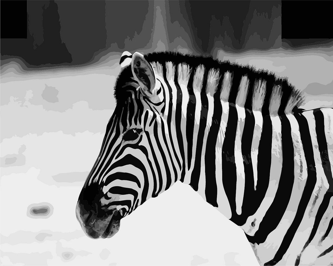 Zebra Paint By Numbers Kits UK A378