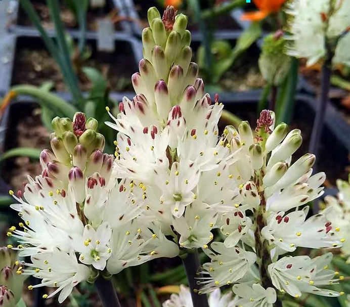 plant Aeonium Echeveria Haworthia  Caudex  Lithops Cactus  Agave 