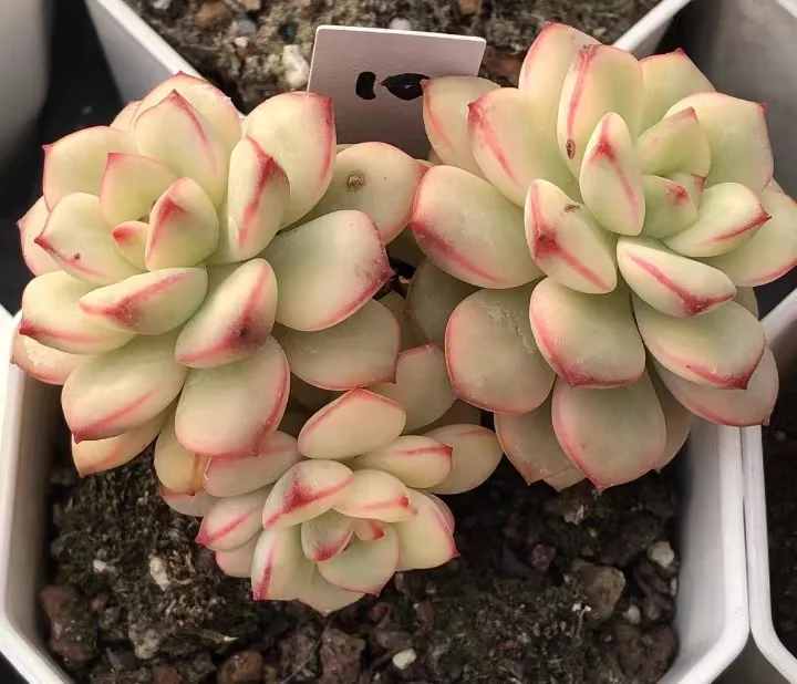 plant Aeonium Echeveria Haworthia  Caudex  Lithops Cactus  Agave 