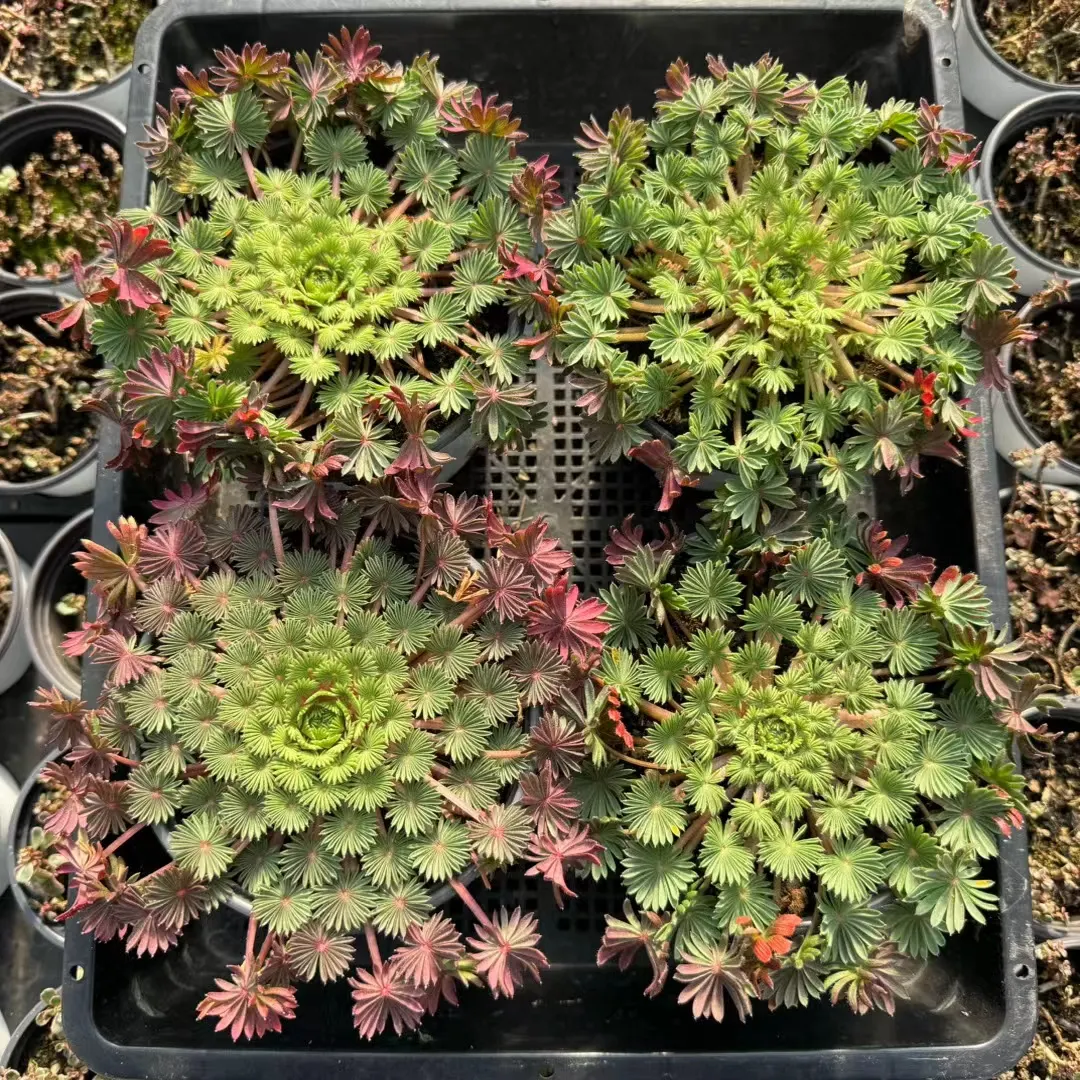 plant Aeonium Echeveria Haworthia  Caudex  Lithops Cactus  Agave 