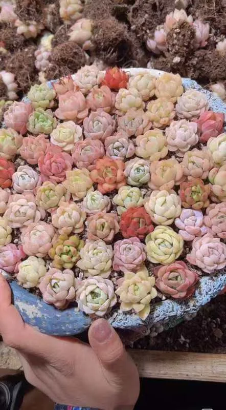 plant Aeonium Echeveria Haworthia  Caudex  Lithops Cactus  Agave 
