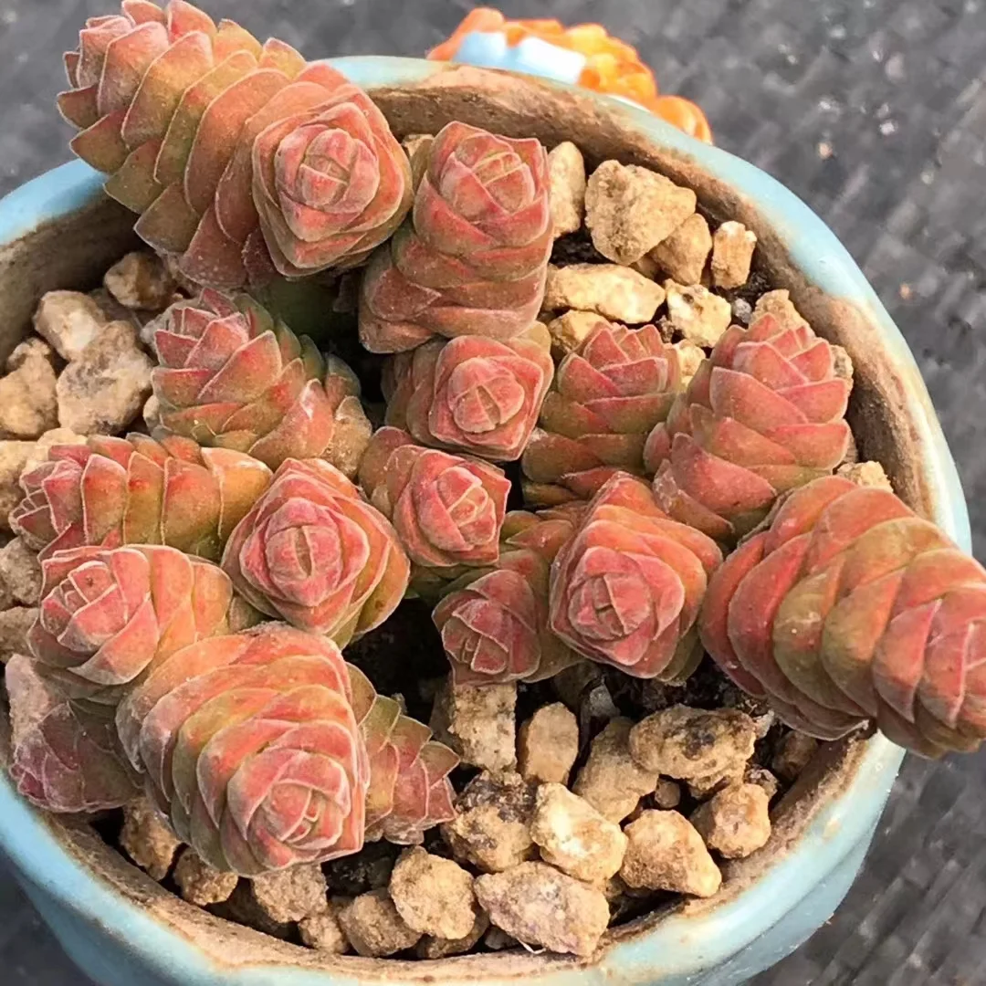 plant Aeonium Echeveria Haworthia  Caudex  Lithops Cactus  Agave 