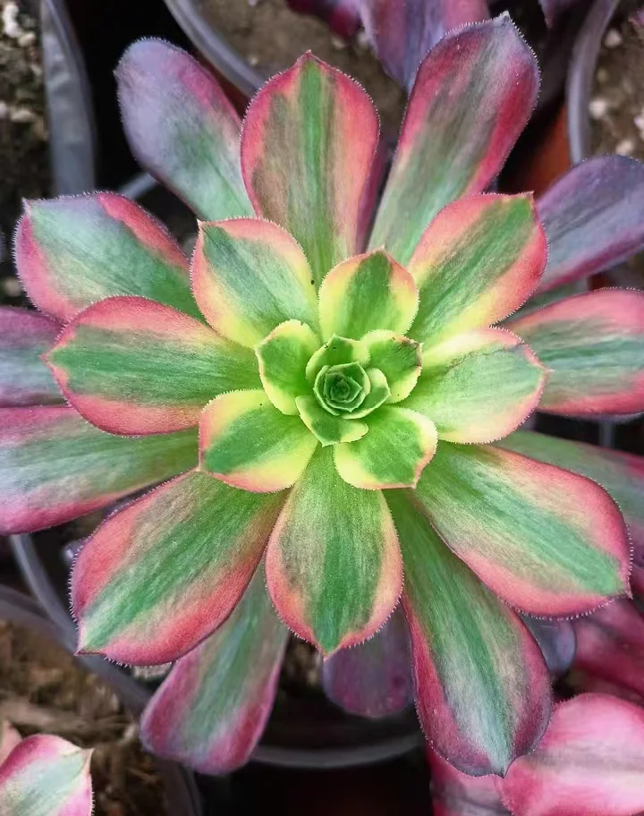 115.   Anna  cutting 6cm  /Aeonium cutting/ Aeonium plants / Garden landscape / Carefully select healthy plants