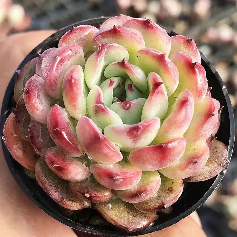 plant Aeonium Echeveria Haworthia  Caudex  Lithops Cactus  Agave 