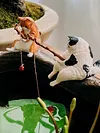 Fishing Cat Ornament Mini Cat Figurine Home Car Interior Decoration (7Pcs)