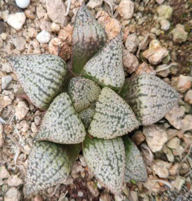 plant Aeonium Echeveria Haworthia  Caudex  Lithops Cactus  Agave 