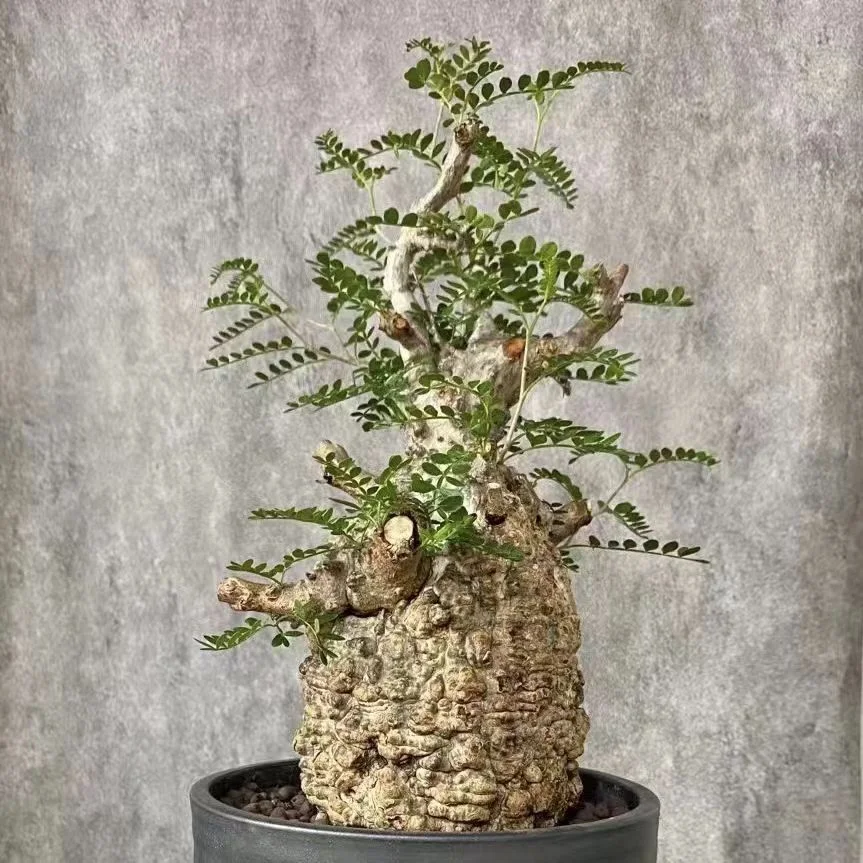 827.  Operculicarya pachypus 8-12cm height / Caudex  / Succulent plants / Garden landscape / Carefully select healthy plants