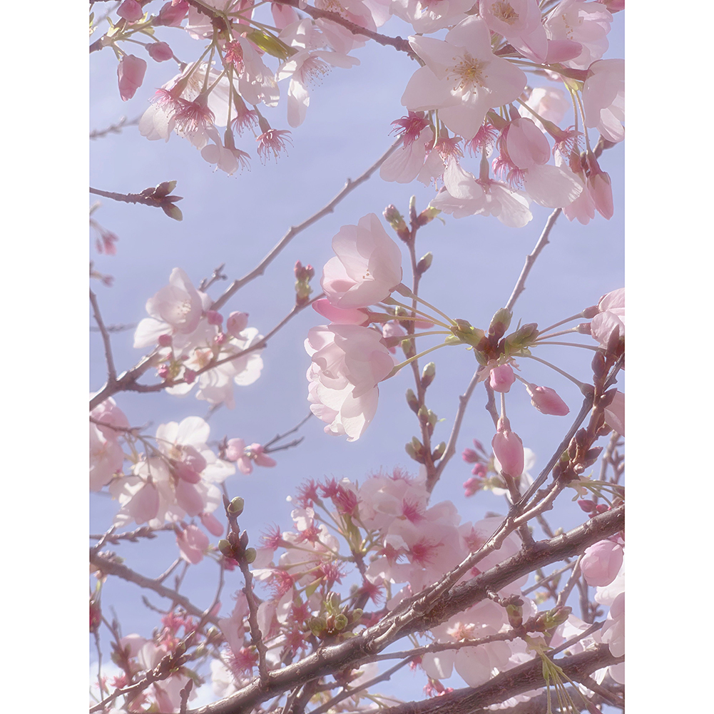 

Cherry Blossoms - Round Drill Diamond Painting - 30*40CM, 501 Original