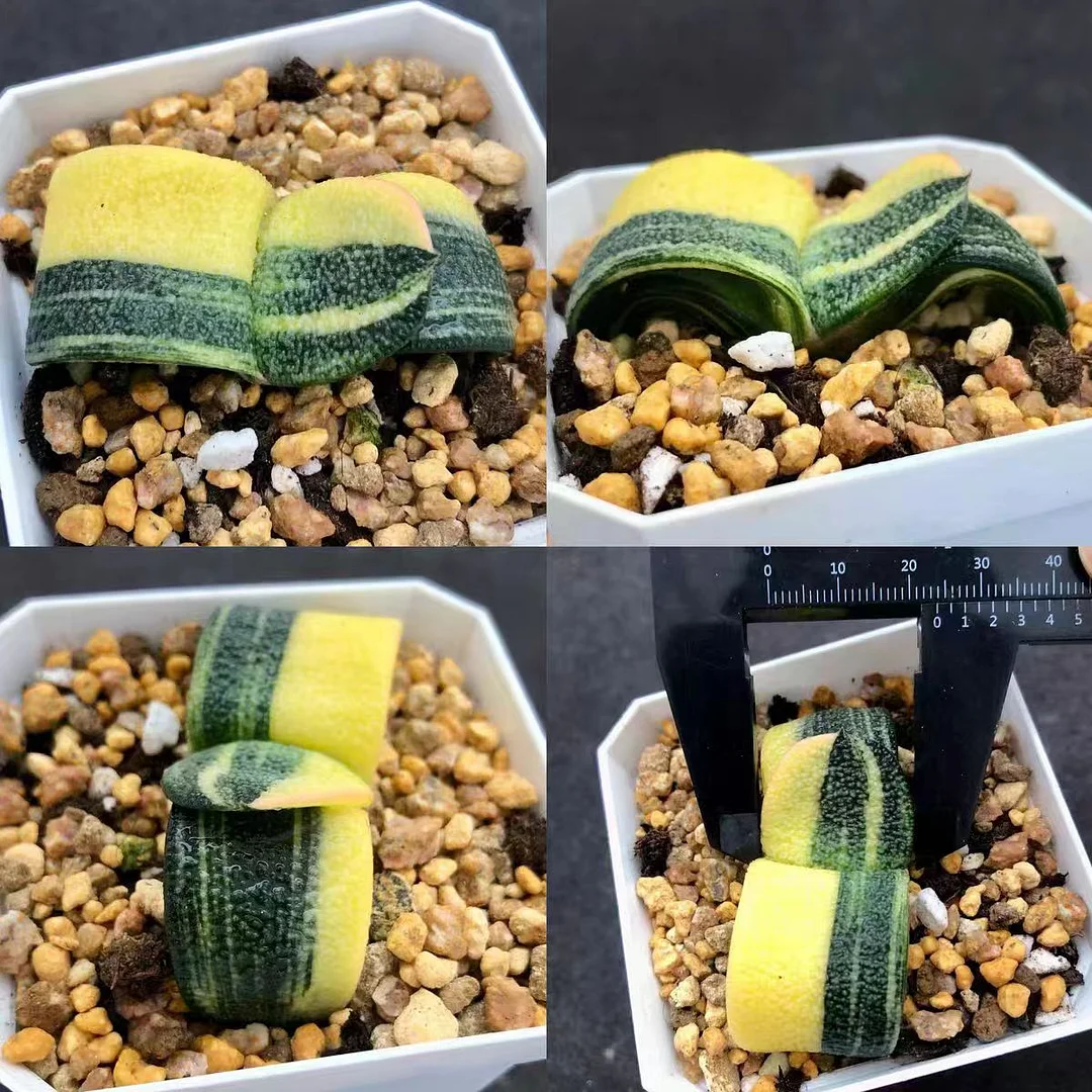 plant Aeonium Echeveria Haworthia  Caudex  Lithops Cactus  Agave 