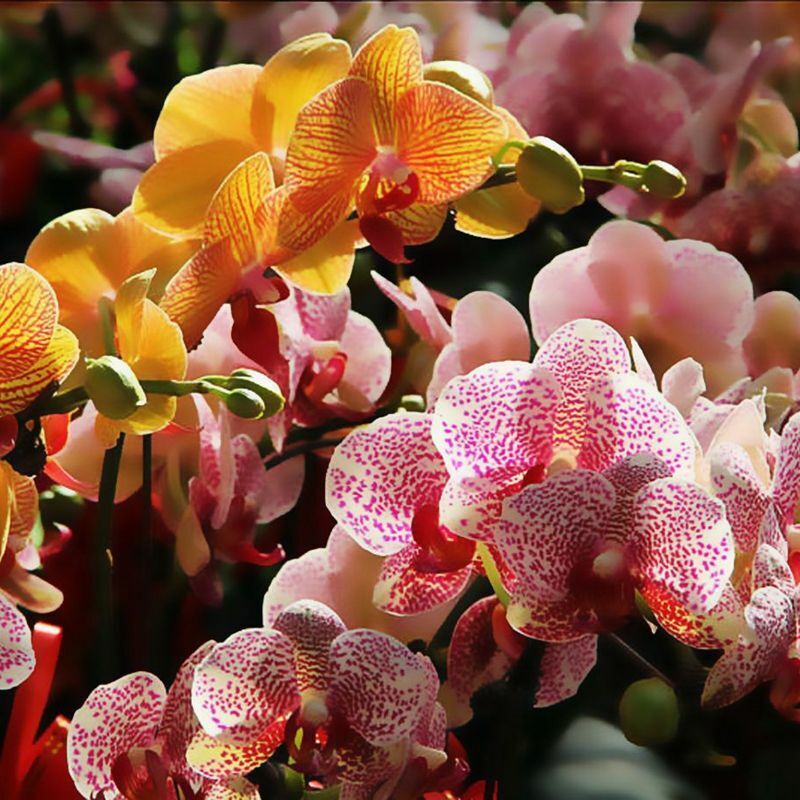 100Pcs Phalaenopsis Seeds Moth Orchid Seed Garden Flower Jonyparkseed®