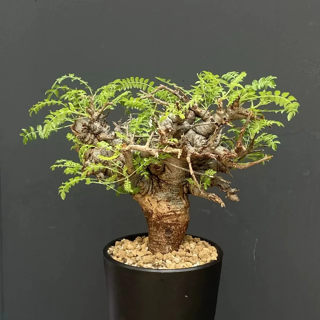 plant Aeonium Echeveria Haworthia  Caudex  Lithops Cactus  Agave 