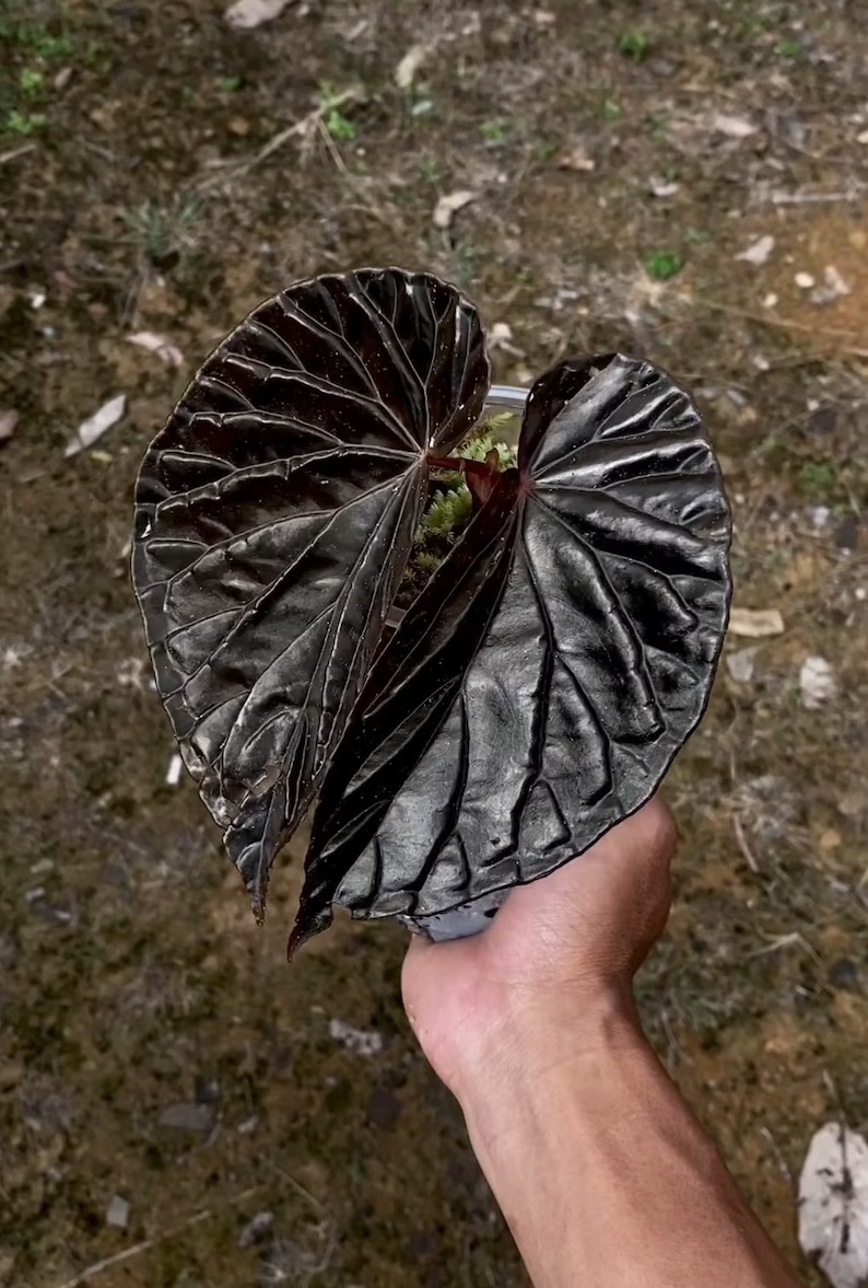 Begonia Black Blood Seeds
