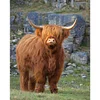 Highland Cow-11CT Stamped Cross Stitch 40*50cm