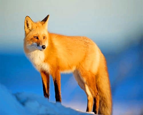 

Fox Wildlife – Paint By Numbers - 40*50CM, 501 Original