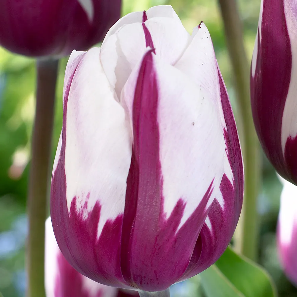 Zurel  Tulip Seeds