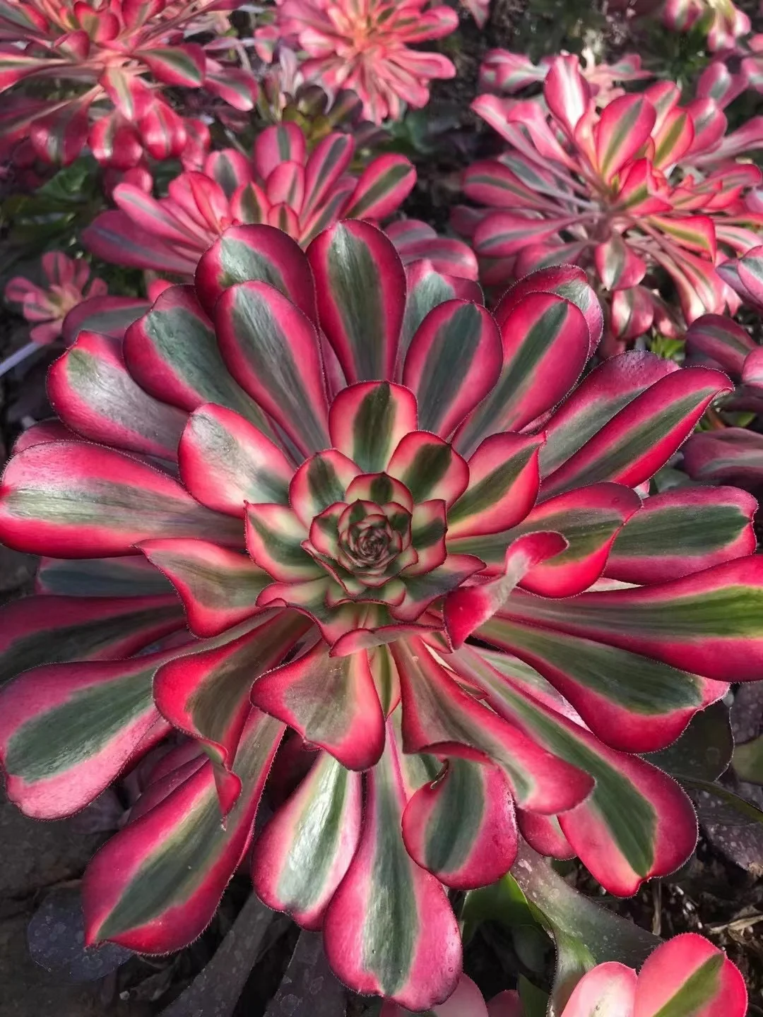 197. "Round leaf white brocade (Chanel)  " single head and cutting / Aeonium / Succulent plants  / Garden landscape / Carefully select healthy plants