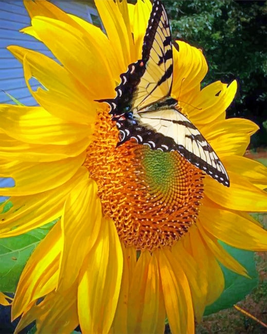 

Sunflower And Butterfly – Paint By Numbers - 40*50CM, 501 Original