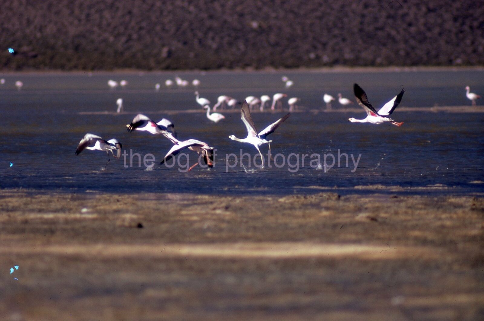 FLAMINGOS 35mm FOUND SLIDE Vintage COLOR Transparency ORIGINAL Photo Poster painting 111 T 3 A