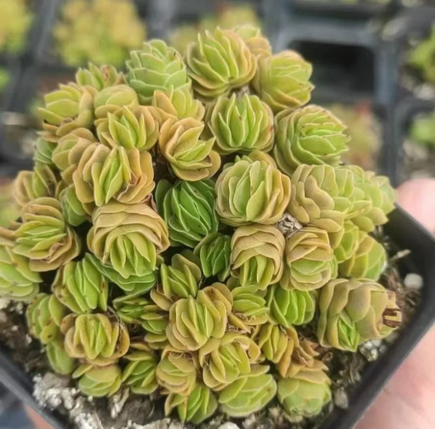 plant Aeonium Echeveria Haworthia  Caudex  Lithops Cactus  Agave 