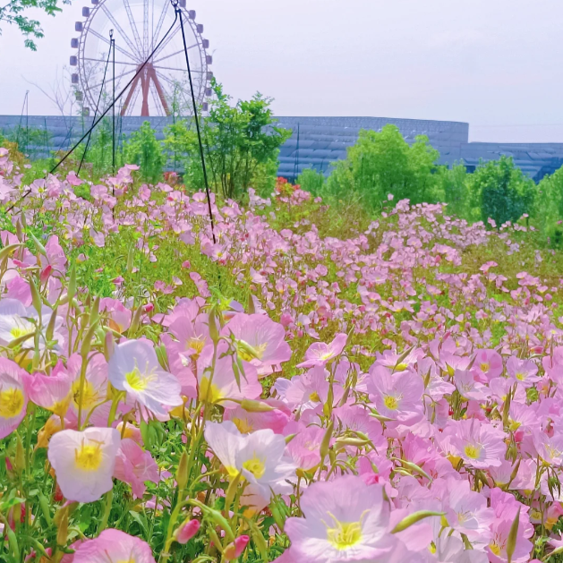 🌺Evening Primrose—Sea Of Pink Flowers