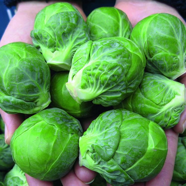 Brussels Sprouts Marte F1