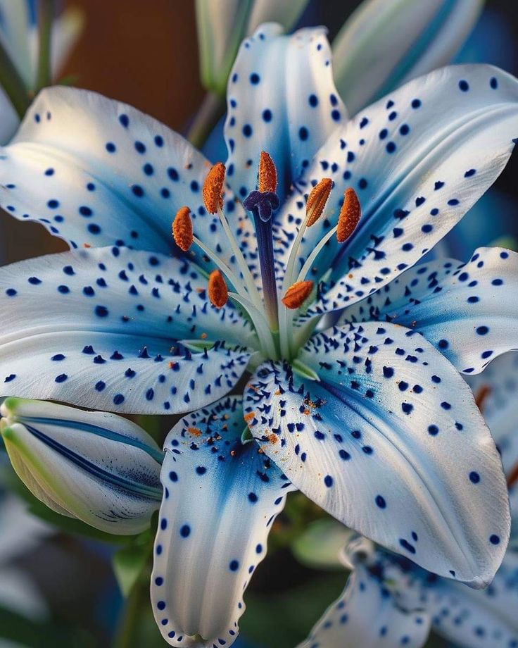 🌸 Light blue Rare Color Lily Bulbs&ndash; Blooms of Elegance and Grace 🌸