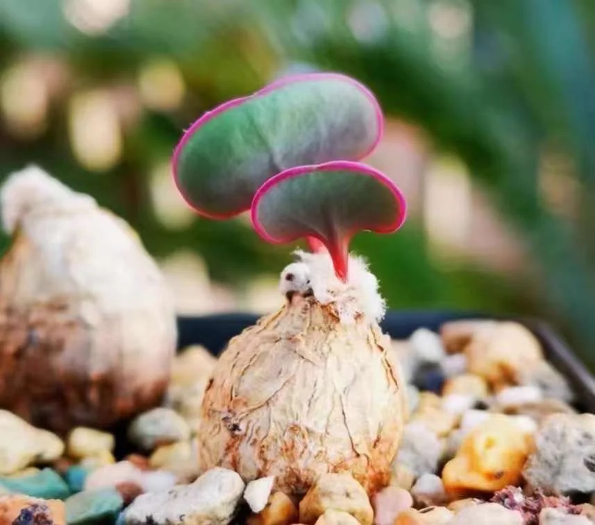 773.  Othonna intermedia 1-1.5cm / Caudex / Succulent plants / Garden landscape / Carefully select healthy plants