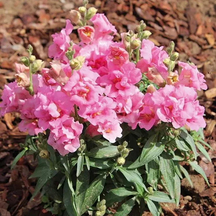 Antirrhinum Twinny Rose F1 Samen 🌸