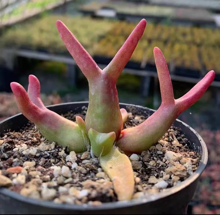 plant Aeonium Echeveria Haworthia  Caudex  Lithops Cactus  Agave 