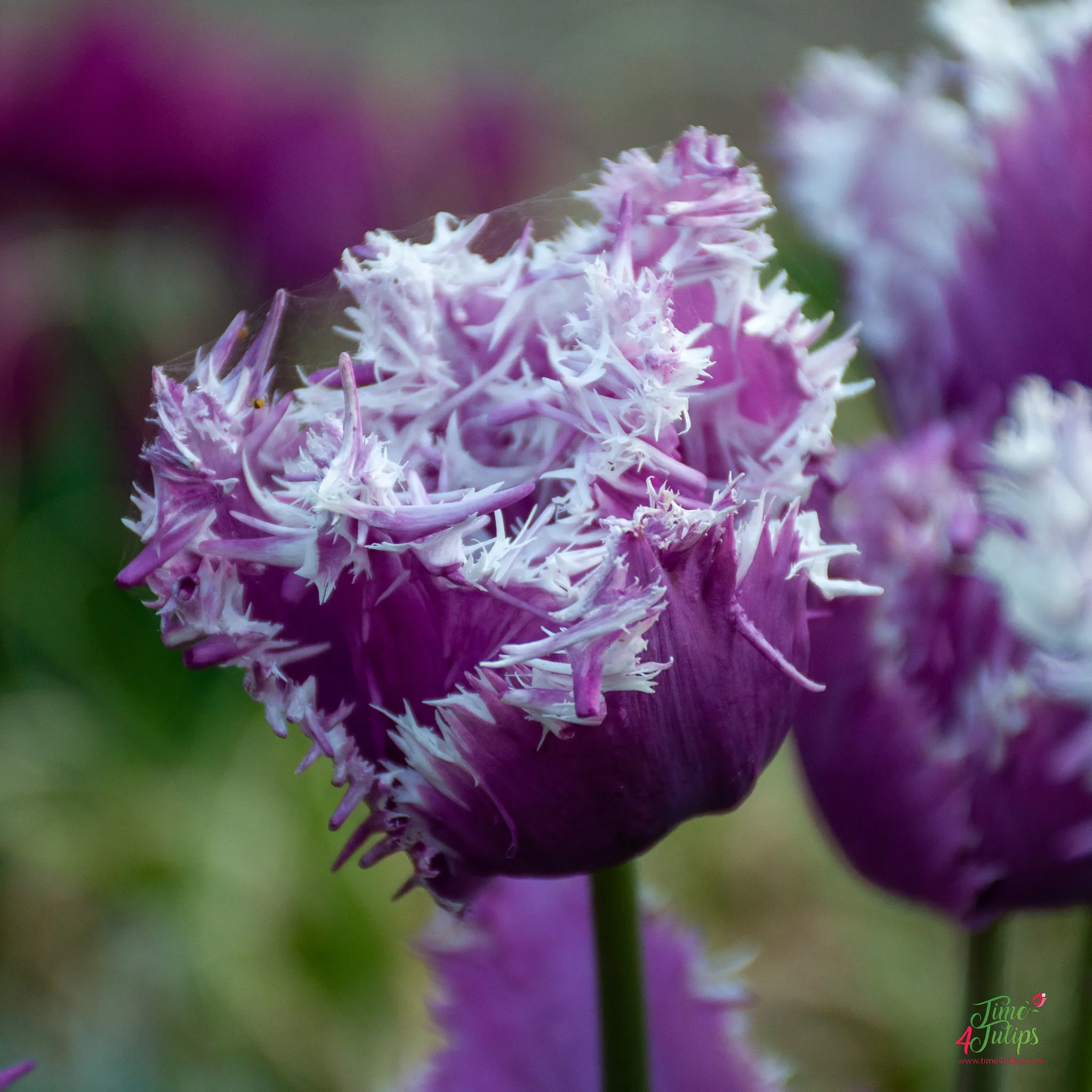 Blue Cummins Tulip Seeds