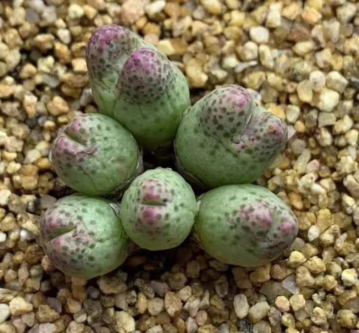 plant Aeonium Echeveria Haworthia  Caudex  Lithops Cactus  Agave 