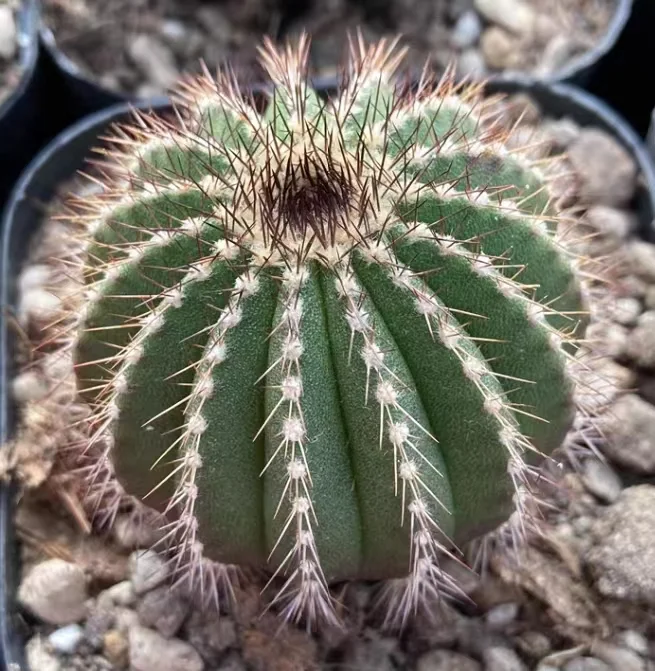 plant Aeonium Echeveria Haworthia  Caudex  Lithops Cactus  Agave 