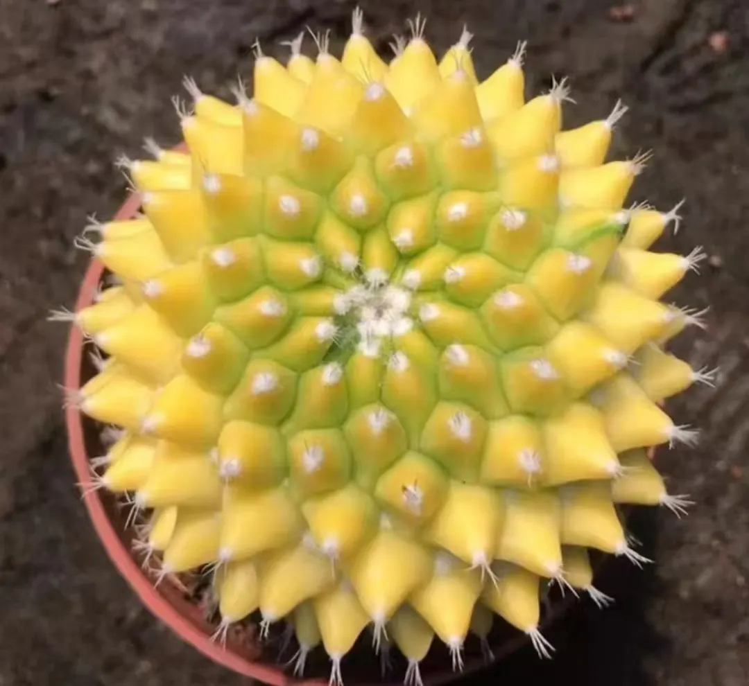 plant Aeonium Echeveria Haworthia  Caudex  Lithops Cactus  Agave 