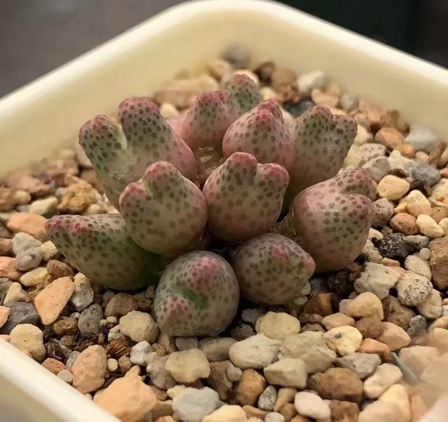 plant Aeonium Echeveria Haworthia  Caudex  Lithops Cactus  Agave 