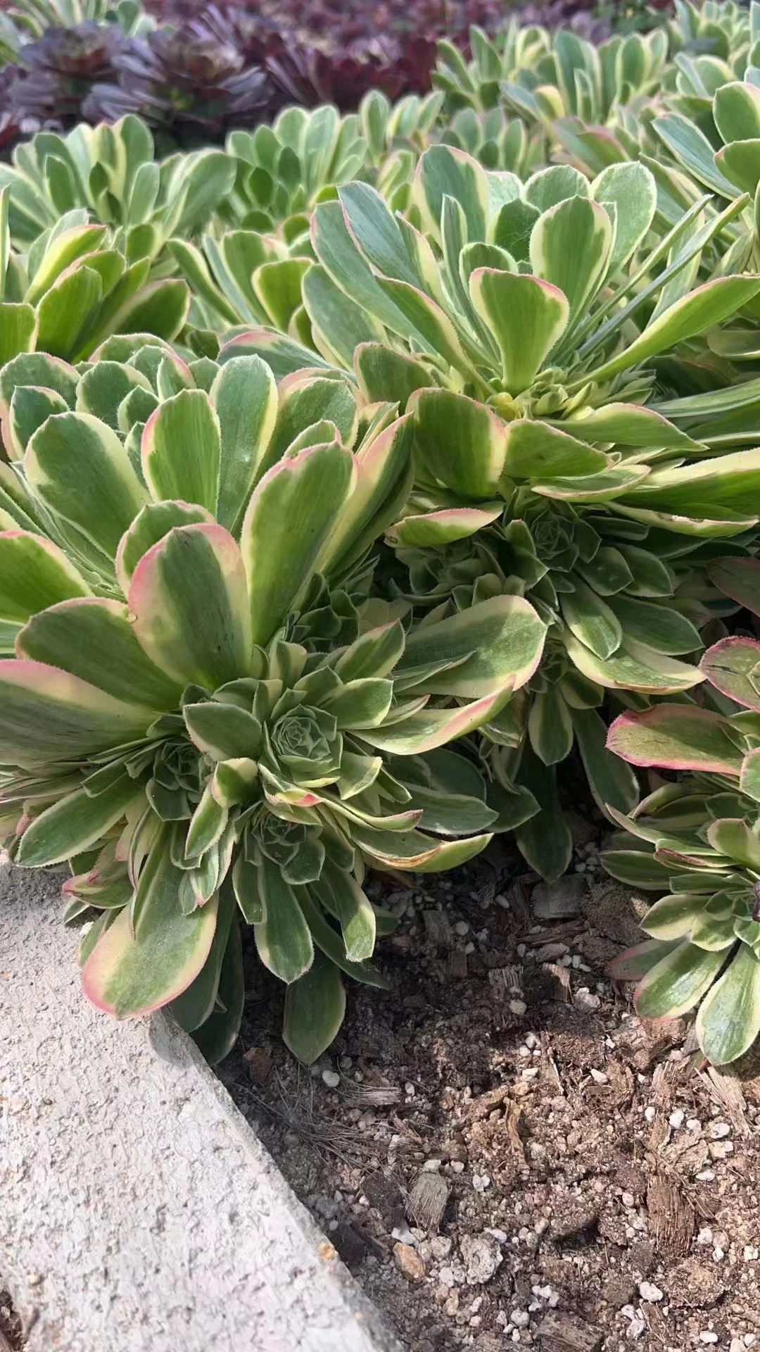 plant Aeonium Echeveria Haworthia  Caudex  Lithops Cactus  Agave 