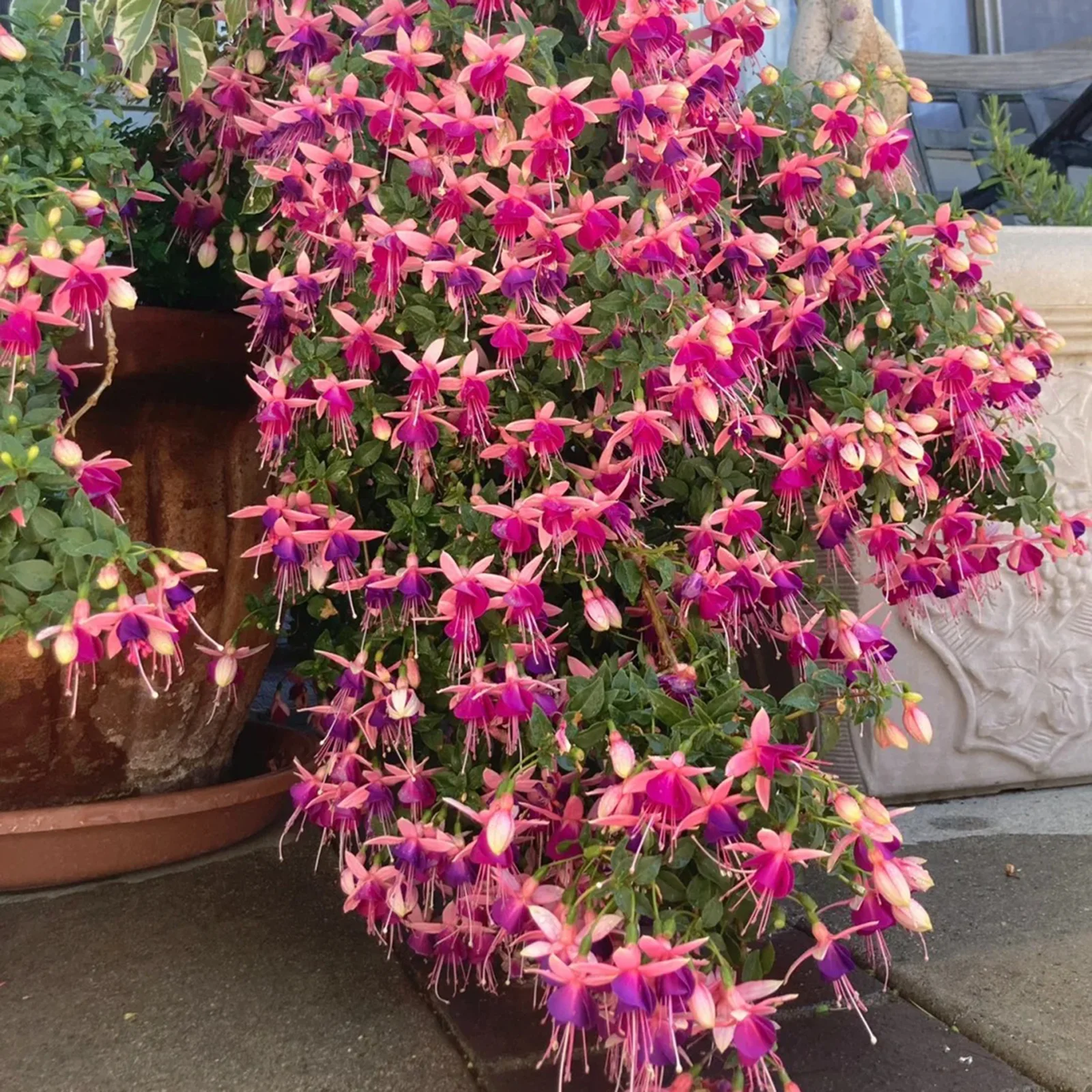 (⁎⁍̴̆Ɛ⁍̴̆⁎)ヨシ花。✕2 Fuchsia Hybrida Voss Seeds