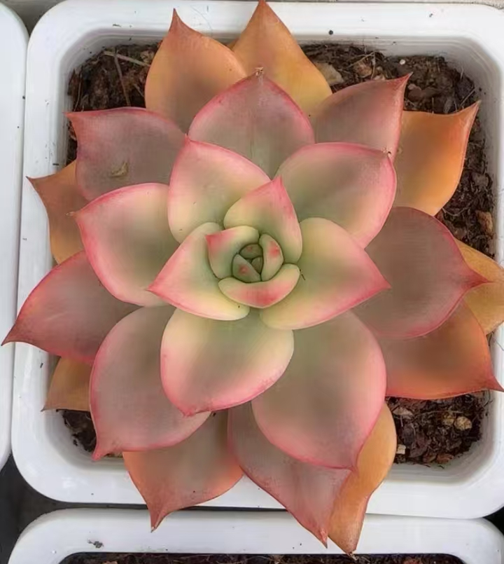 plant Aeonium Echeveria Haworthia  Caudex  Lithops Cactus  Agave 