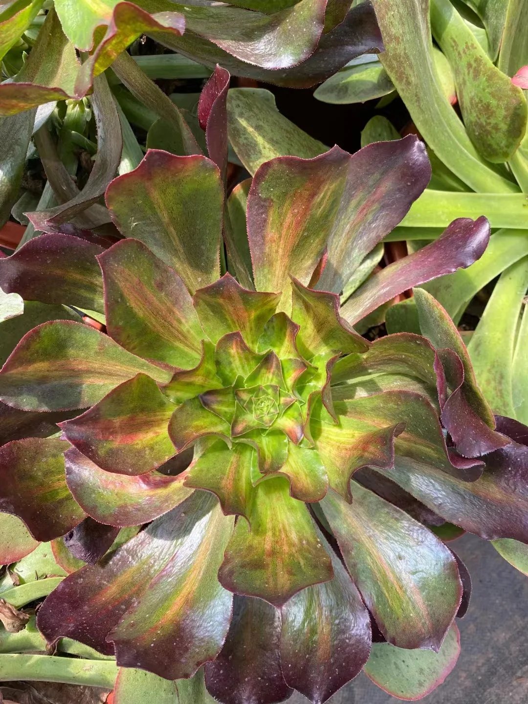 plant Aeonium Echeveria Haworthia  Caudex  Lithops Cactus  Agave 