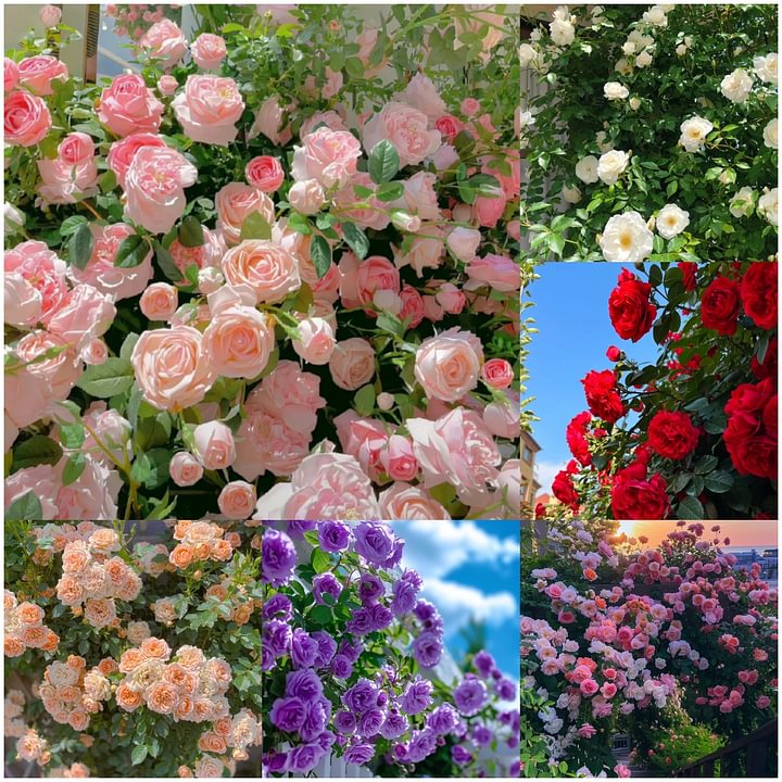 🌹Climbing Rose&mdash;Year-Round Blooming