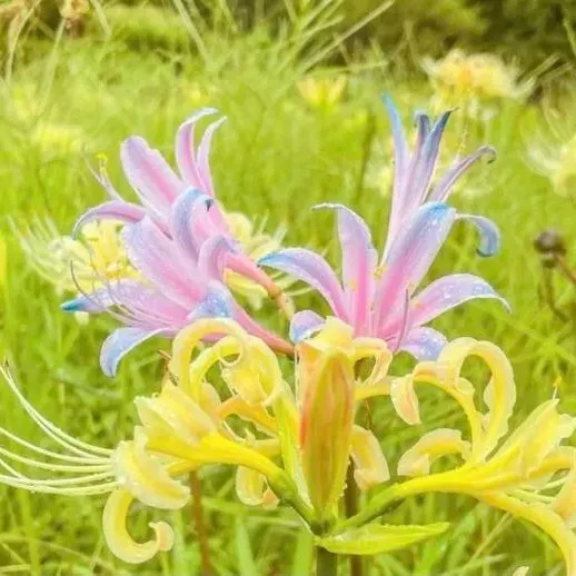 Spider Lily Bulbs-Multicolor